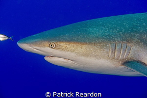 Shark with an interesting skin texture. by Patrick Reardon 